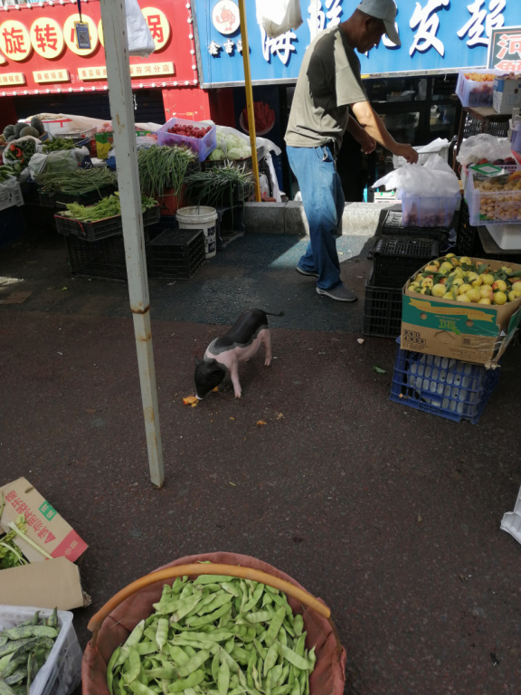IMG 20240803 074259