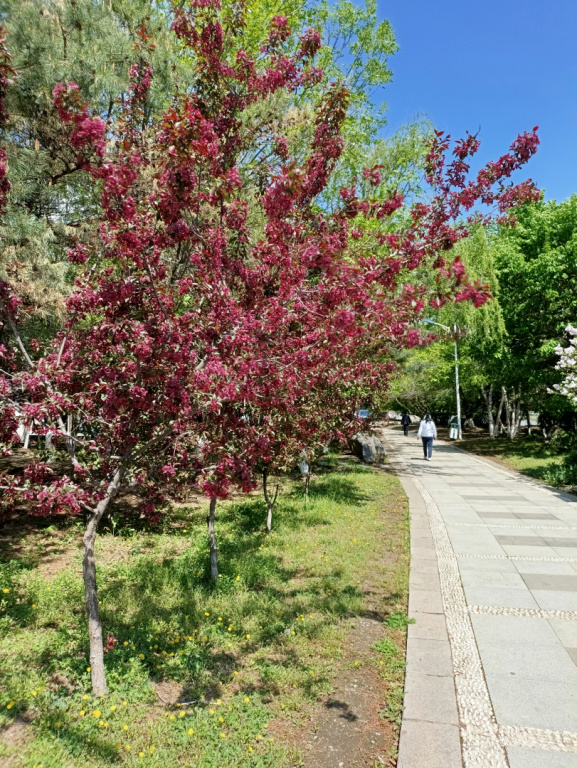 IMG 20250516 095310