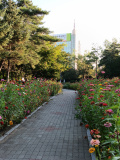 IMG 20250909 061433