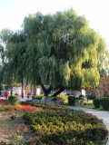 IMG 20250909 061243