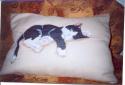 Спящий кот