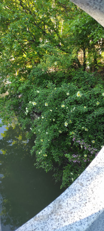 IMG 20240517 075036