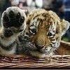 Аватара пользователя