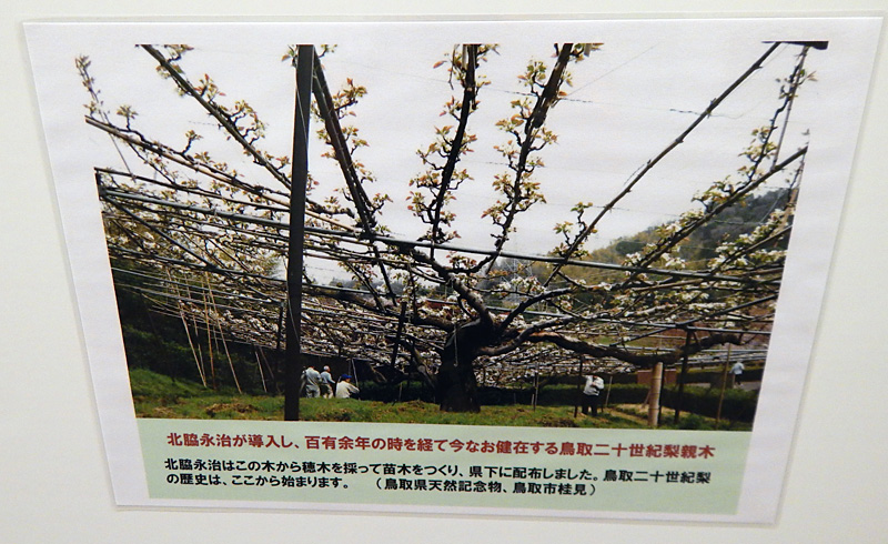 Музейное фото дерева груши
